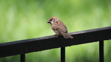 Moineau / Photo Zhu Bing Pixabay