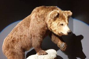 Ours / Photo 7 jours à Clermont