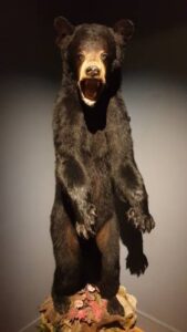 Ours debout / Photo 7 Jours à Clermont