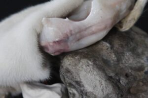 "Sexus fleurus" Yosra Mojtahedi / Photo DR