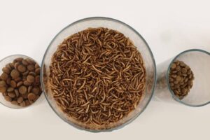 Vers et croquettes Invers / Photo 7 Jours à Clermont