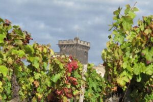 Vignes de Chateaugay Photo J.M Clément - mairie de Châteaugay
