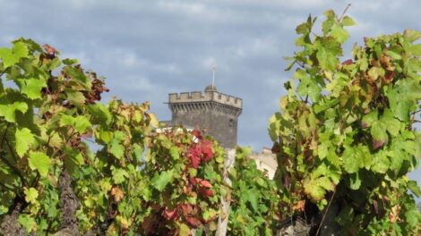 Vignes de Chateaugay Photo J.M Clément - mairie de Châteaugay