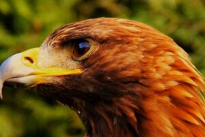 Aigle / Photo Pixabay