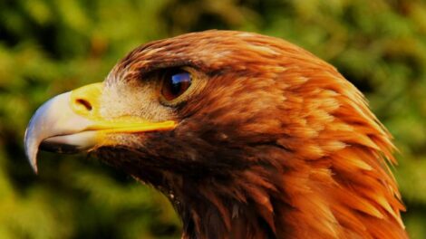 Aigle / Photo Pixabay