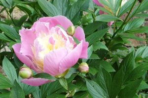 Fleur rose du j / Photo 7 Jours à Clermont