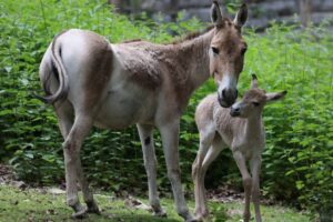 Bébé Kulan / Photo Parc Animalier d'Auvergne