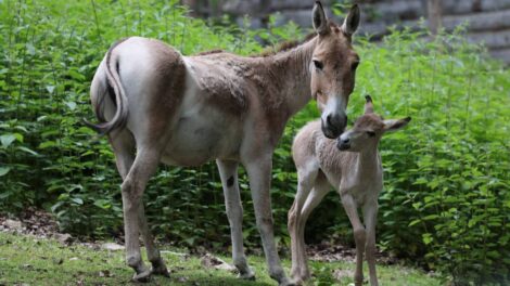 Bébé Kulan / Photo Parc Animalier d'Auvergne