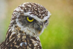 Chouette / Photo Susanne Jutzeler