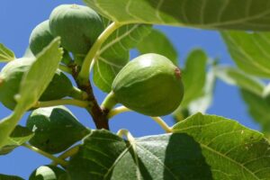 Figuier / Photo Dragan Gazdik - Pixabay