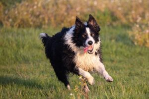 Border Collie, chien de troupeau par excellence / Photo KEV -Pixabay