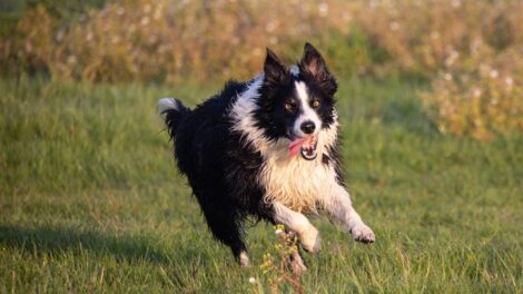 Border Collie, chien de troupeau par excellence / Photo KEV -Pixabay