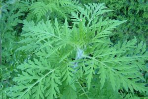 Ambrosie / Photo Wikimédia