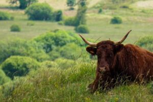 Vache Salers / Photo Yann Lecointre Pixabay