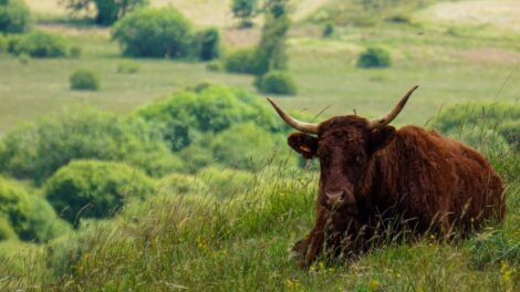 Vache Salers / Photo Yann Lecointre Pixabay