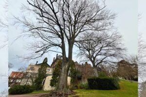 Hêtre pourpre, Jardin Lecoq Photo Ville de Clermont