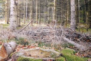 Photo de l'exposition de sève et d'écorce Photo Collectif Vieilles Branches