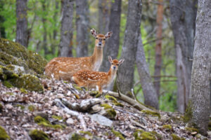 Cerf sika du Vietnam ©Parc Animalier d'Auvergne
