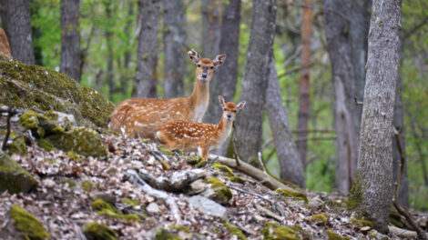 Cerf sika du Vietnam ©Parc Animalier d'Auvergne