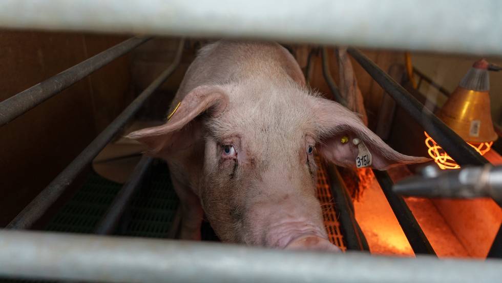 Cochon en cage / Photo L214
