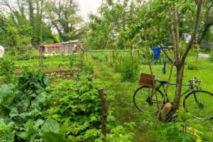 Jardin vivrier / Photo Eric Roux