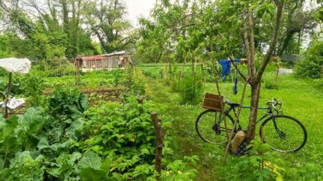 Jardin vivrier / Photo Eric Roux
