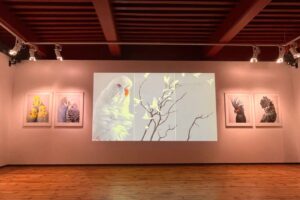 Des oiseaux / Photo Manon Leguay