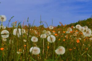 Biodiversité / Photo Jean-Paul Wettstein - Pexels