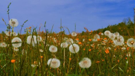 Biodiversité / Photo Jean-Paul Wettstein - Pexels