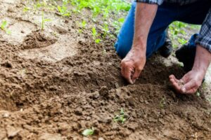 Plantation / Photo Binyamin Mellish