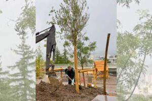 Plantation d'un olivier de la Paix à Saint-Jacques / Photo Sce com de la ville de Clermont