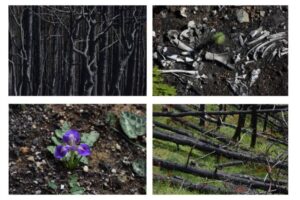 + 2 degrés contre feux © Mayvonne Arnaud