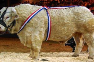 Les bovins absents du salon 2026 Photo forum www.concoursvaches.fr, CC BY SA 4.0, via Wikimedia Commons