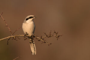 Pie grièche grise. Programme Fondation Chaîne des puys LPO / Photo © Christian Taillandier
