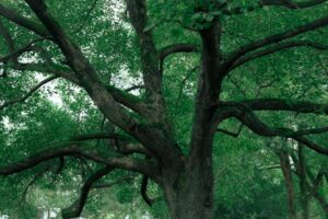 Arbre ancien Photo 书畅 何 Pexels