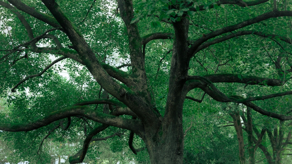 Arbre ancien Photo 书畅 何 Pexels