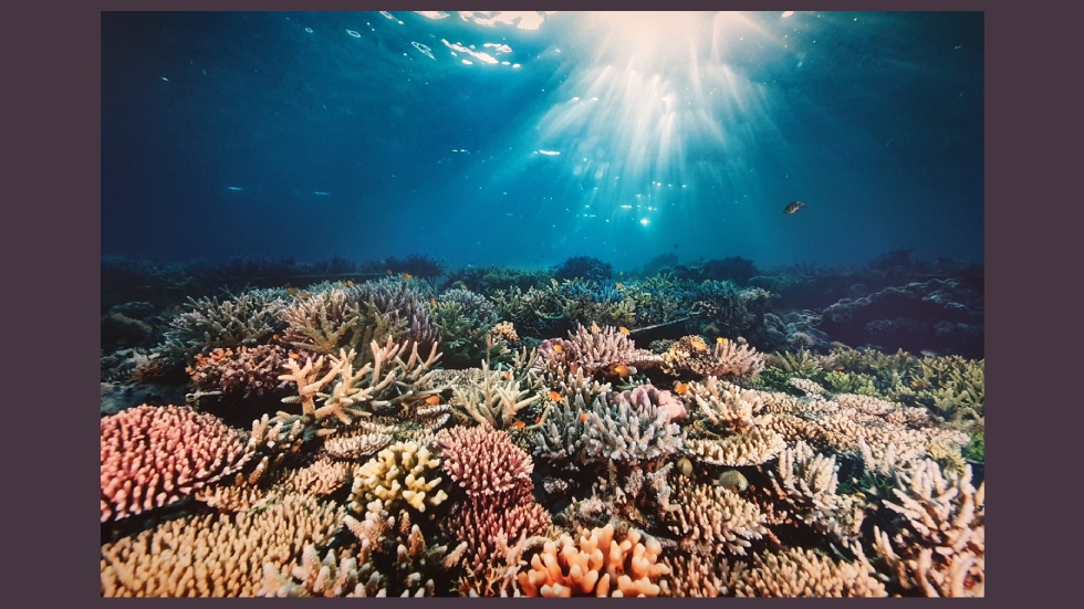 Corail / Photo Martin Colognoli