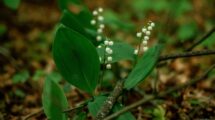 Muguet en forêt Photo Egor Komarov Pexels