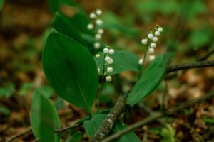 Muguet en forêt Photo Egor Komarov Pexels