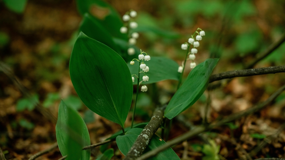 Muguet en forêt Photo Egor Komarov Pexels