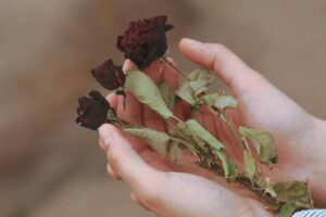 Roses fanées Photo Rahime Gül Pexels