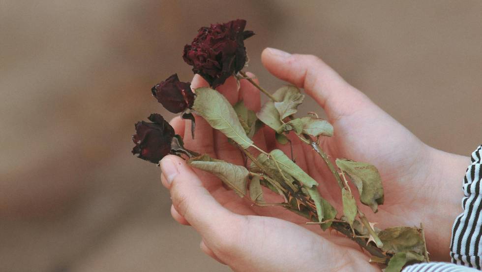 Roses fanées Photo Rahime Gül Pexels
