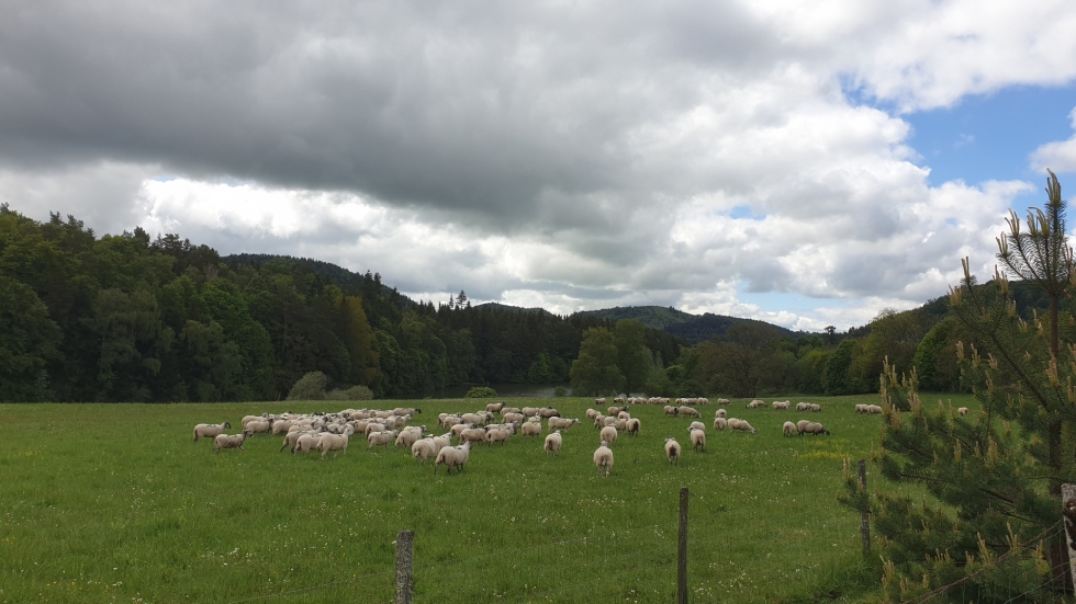 Année du pastoralisme : brebis devant château de Montlosier / Photo 7 Jours à Clermont