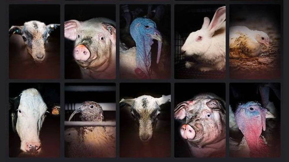 Les visages de l’élevage intensif Photos L214