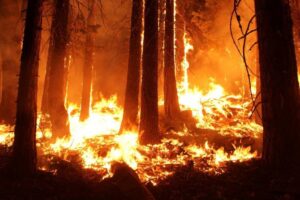Forêt en feu Photo PxHere