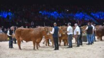 SOMMET DE L ELEVAGE Concours Limousine Ring Zenith Auvergne