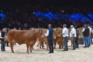 SOMMET DE L ELEVAGE Concours Limousine Ring Zenith Auvergne