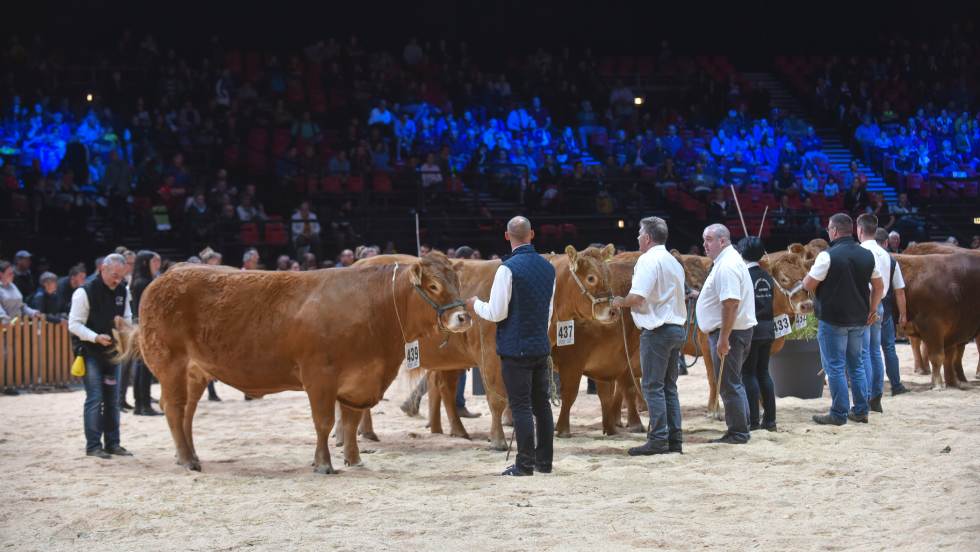 SOMMET DE L ELEVAGE Concours Limousine Ring Zenith Auvergne