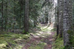 Forêt du Livradois Photo J.C. Corbel Parc Livradois Forez