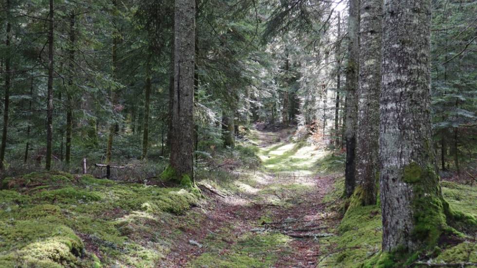 Forêt du Livradois Photo J.C. Corbel Parc Livradois Forez